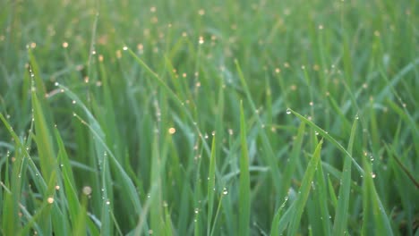 Morning-view-of-droplet-water-at-green-field.